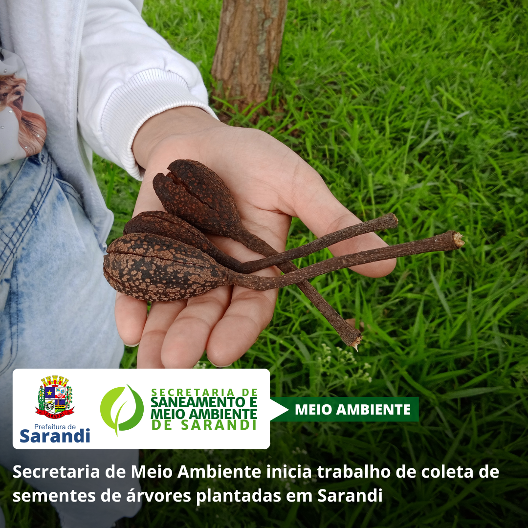 Secretaria de Meio Ambiente inicia trabalho de coleta de sementes de árvores plantadas em Sarandi